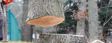 How Our Tree Care Process Works  in  Waterville, NY