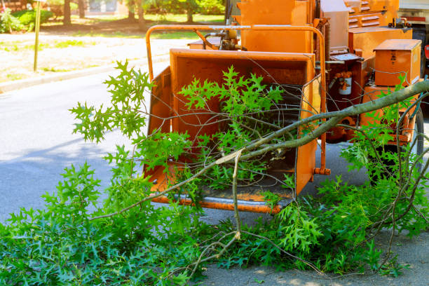 Professional Tree Services in Waterville, NY